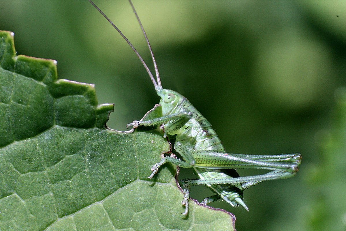 ortottero con antenne lunghissime da identificare